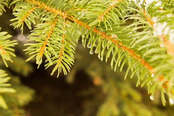 Tannenzweig mit Wassertropfen — Stockfoto