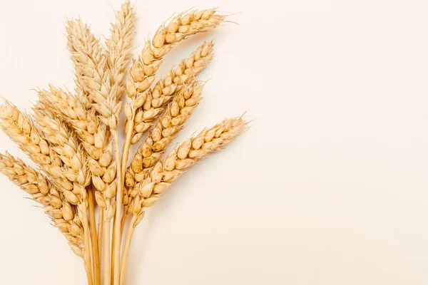 Golden ripe wheat on white background — Stock Photo, Image