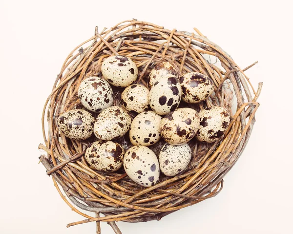 Φωλιά με αυγά ορτυκιών απομονωθεί — Φωτογραφία Αρχείου