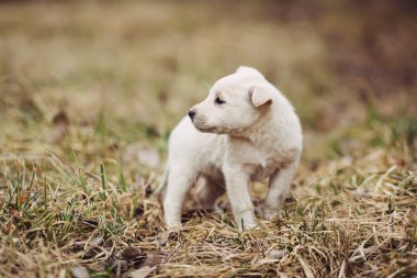 Genç köpek yavrusu için ana açık bekler