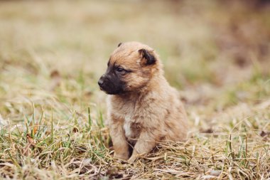Genç köpek yavrusu için ana açık bekler