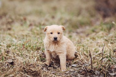 Genç köpek yavrusu için ana açık bekler