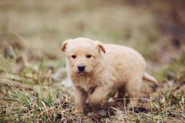 Genç köpek yavrusu açık bahar — Stok fotoğraf