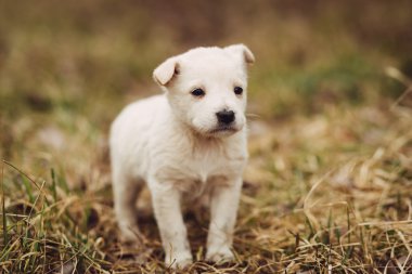Genç köpek yavrusu için ana açık bekler