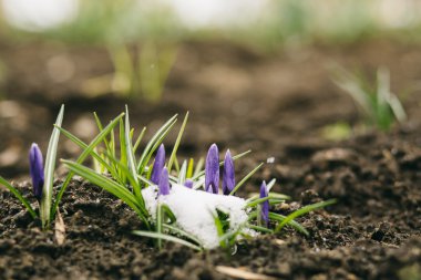 bahar çiçekleri arka plan