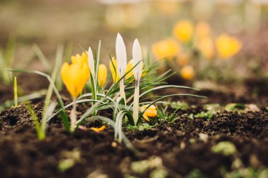 İlk bahar çiçekleri ile kopya alanı