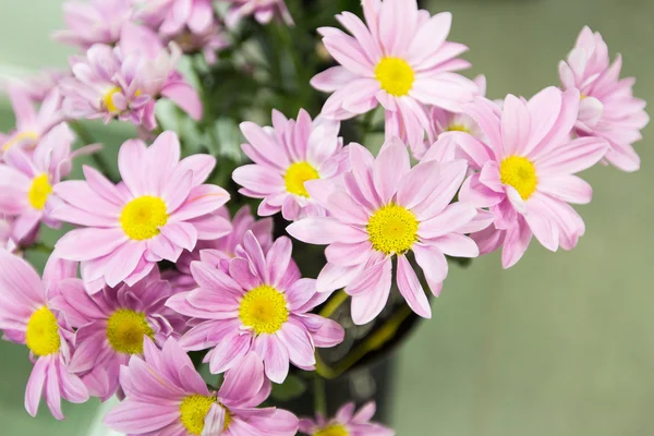 Primavera flores cor-de-rosa fundo — Fotografia de Stock