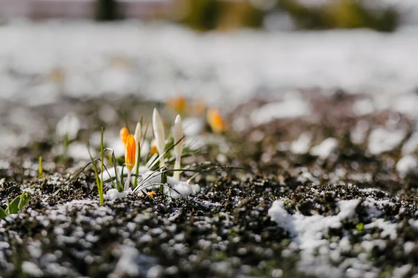 Primeiras flores de primavera na neve com espaço de cópia — Fotografia de Stock