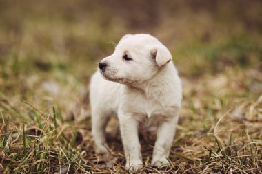 Genç köpek yavrusu için ana açık bekler