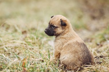 Genç köpek yavrusu için ana açık bekler