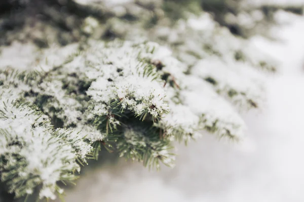 Neve nos ramos de abeto no inverno — Fotografia de Stock