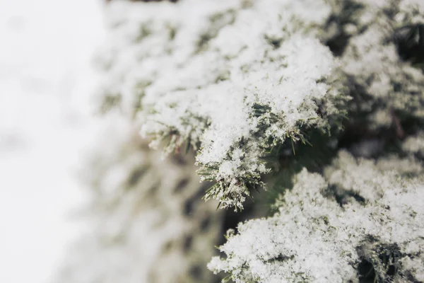 Neve nos ramos de abeto no inverno — Fotografia de Stock