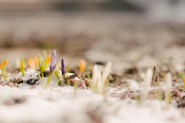 Primeras flores de primavera en la nieve con espacio de copia — Foto de Stock