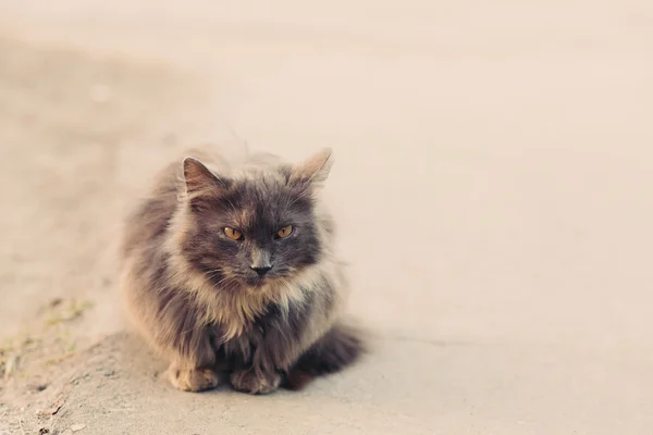 Portrait of cat looking at camera Stock Picture