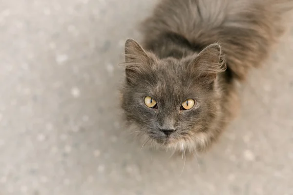 Portret van kat camera kijken — Stockfoto