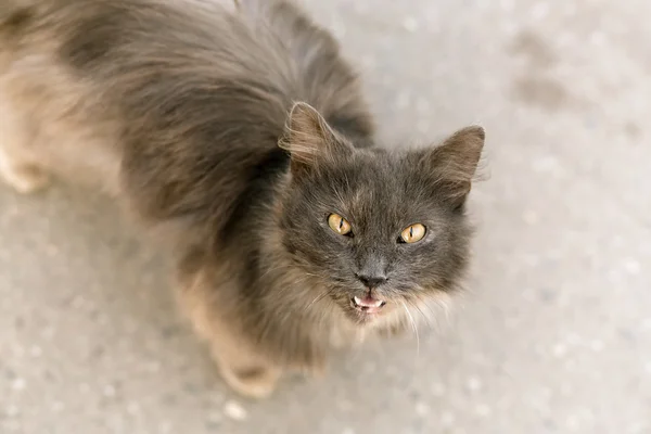 Portret gnarling kota patrząc na kamery — Zdjęcie stockowe