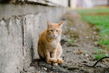 Kızıl saçlı kedi kameraya seyir portresi