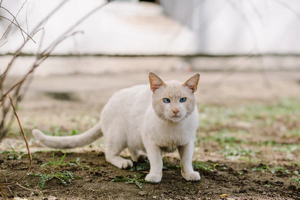 Portrait of white blue-eyed cat looking at camera