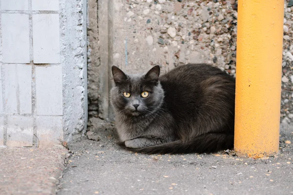 Retrato de gato cinza calmo olhando para a câmera — Fotografia de Stock