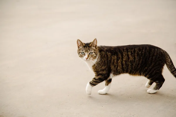 Retrato de gato vadio andando multicolorido — Fotografia de Stock