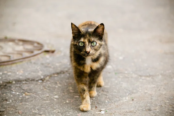 Πορτρέτο της γάτας με τα πόδια στο δρόμο — Φωτογραφία Αρχείου