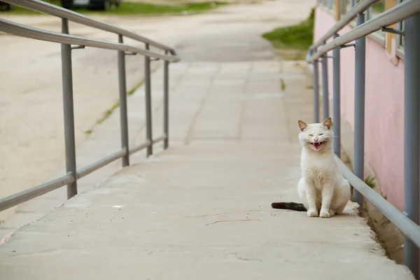 Portret van witte kat camera kijken — Stockfoto