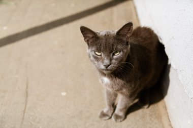Gri kedi güneşte oturup portresi