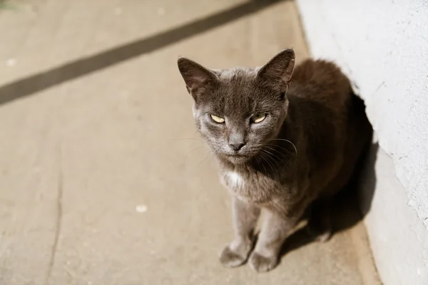 Ritratto di gatto grigio seduto al sole — Foto Stock