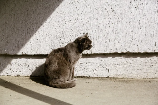 Gatto grigio seduto al sole, copiare lo spazio — Foto Stock