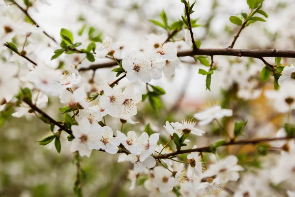 Beyaz yabani kiraz çiçekleri şube açan