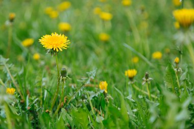 Yaz parlak arka plan kopya alanı ile