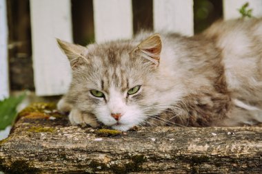 Açık bankta yalan güzel uykulu kedi