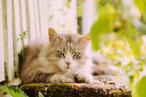 Όμορφα γκρίζα γάτα που βρίσκεται στον πάγκο εξωτερική — Φωτογραφία Αρχείου