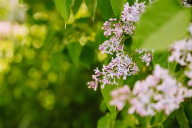Eflatun çiçekler ile anneler günü arka plan