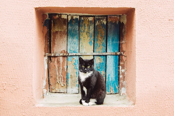 Gato preto bonito sentado no peitoril da janela — Fotografia de Stock