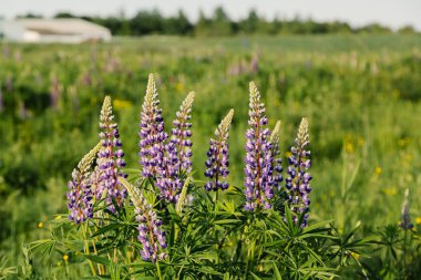 Yaz günbatımı çiçek lupins çiçek