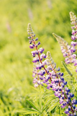 Kopya alanı ile lupins çiçek çiçeklenme