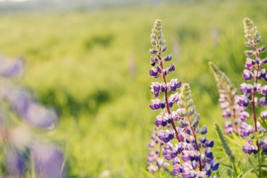 Kopya alanı ile lupins çiçek çiçeklenme