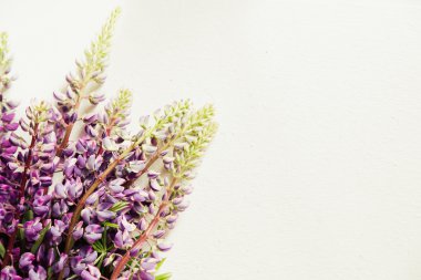 Kopya alanı ile lupins çiçek çiçeklenme