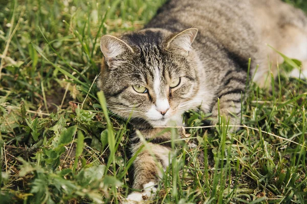 Mooie grijze kat liggend op het gras buiten — Stockfoto