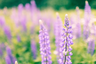 Kopya alanı ile lupins çiçek çiçeklenme