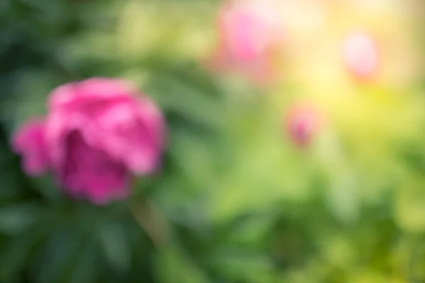 Fondo del día de la madre con peonías flores —  Fotos de Stock