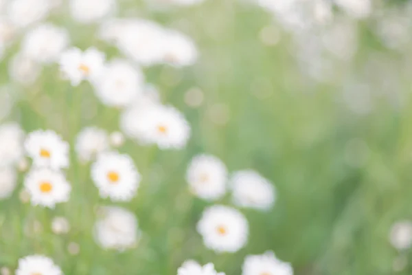 Chamomiles fondo bokeh floral, desenfoque lente —  Fotos de Stock