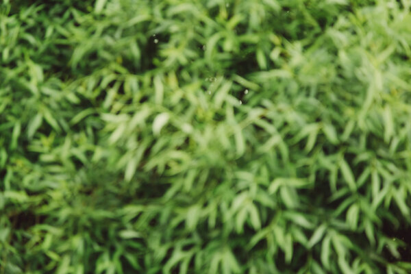 Tree leaves bokeh background, lens blur