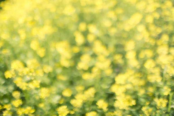 Fondo bokeh floral verde amarillo, desenfoque de la lente —  Fotos de Stock