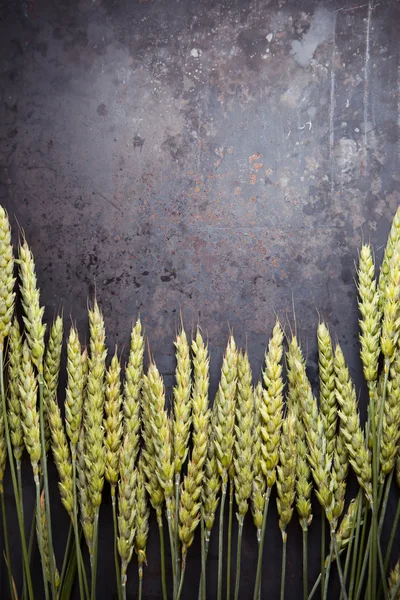 Вуха зеленої пшениці на темному іржавому фоні — стокове фото