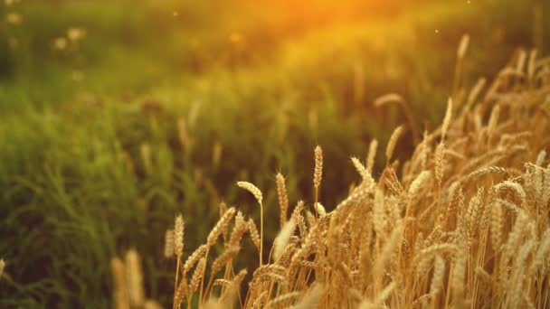 Reifer Weizen mit Fliegen im sommerlichen Sonnenuntergang — Stockvideo