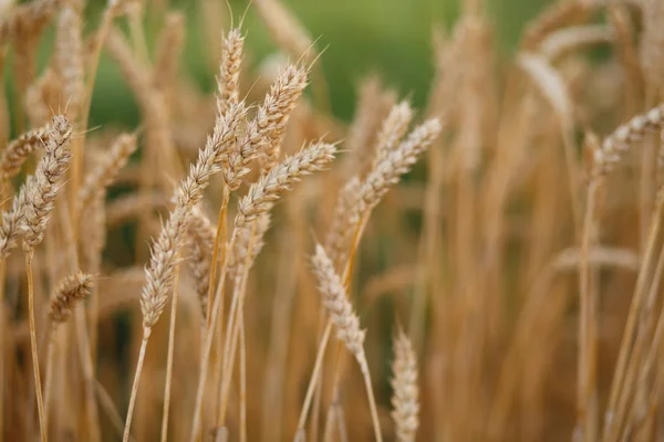 Вуха пшениці на світанку — стокове фото