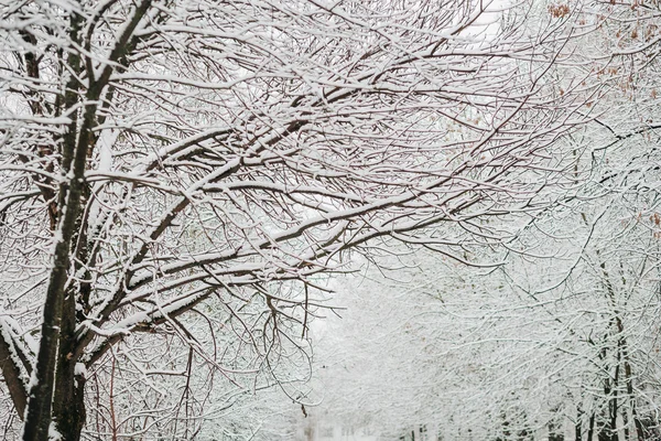 Śnieg na gałęziach w zimie — Zdjęcie stockowe