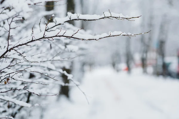 Neve nos ramos no inverno — Fotografia de Stock